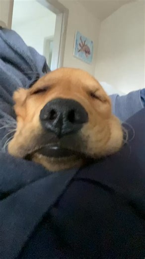 just some comfy puppy sounds for your morning #puppy #goodmorning #snore #InLove #asmr | atlasgolden