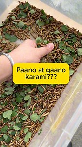 81K views · 723 reactions | Every starter’s question… How much to feed your Leopard Gecko | Hidden Geckos | Facebook