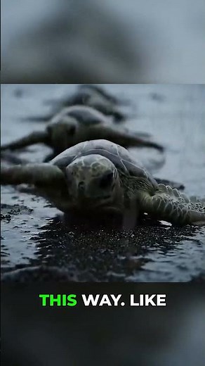 Wiggle Through The Storm Unity Is Strength! #animalstories