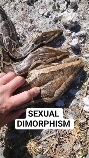 Sexual Dimorphism in Burmese Pythons #python #snake #wildlife #florida #nature #biology #reptiles