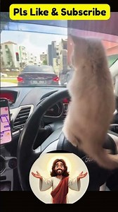 Jesus’ Gentle Love with Cats | Heartwarming Faith Story of Kindness and Compassion