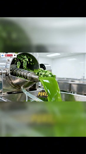 From Harvest to Health: The Journey of Pure Moringa Juice 🌿✨