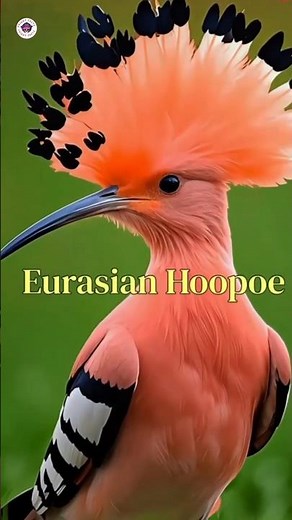 Discover the Eurasian Hoopoe – Europe’s Most Stylish Bird!"#EurasianHoopoe