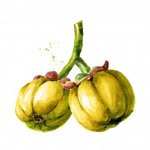 Garcinia cambogia atroviridis branch with fruits, superfood,...