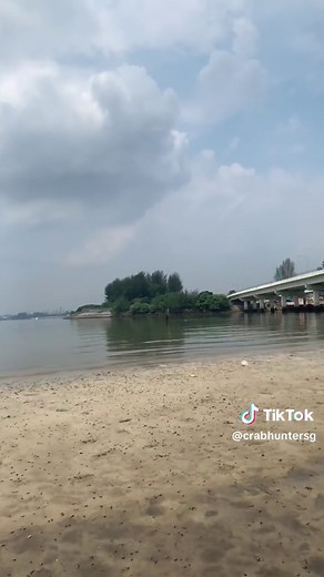 Tiger prawn #crabhuntersg #hunting #crab #crabbing #singapore #fishing #wildlife