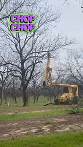 A little trim goes a long way! Hedging pecan trees helps increase sunlight, improve airflow, and boost nut production. Plus, it makes spraying and harvesting way more efficient! 🚜💨 The result? Bigger, healthier pecans year after year! 🌞🌰 Tag a fellow farmer or pecan lover! 👇❤️ #PecanFarming #TreeHedging #FarmLife #AgTech #HarvestReady | Sunnyland Farms