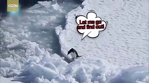 269K views · 3.4K reactions | The "Snow Dragon" carrying China's 35th Antarctic expedition team finally arrived at China's Zhongshan Station on Friday. During the journey, CCTV crew managed to capture some candid videos of the continent's most amazing creatures. | CGTN | Facebook