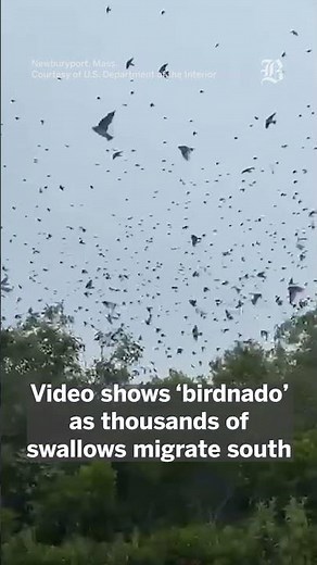 Thousands of swallows migrate over Mass. wildlife refuge