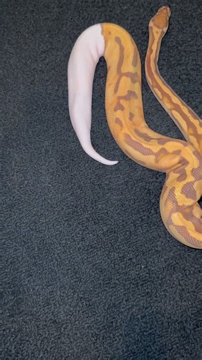 This ball python girl is pretty🔥 #fyp #reptiles #animals #snakes #cutepets #animals #nature #python