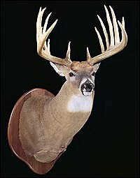 Iowa's Legendary World Record Buck - North American Whitetail