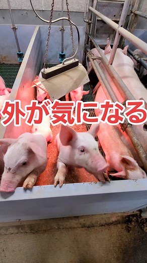 TikTokで豚野郎さんをチェック！