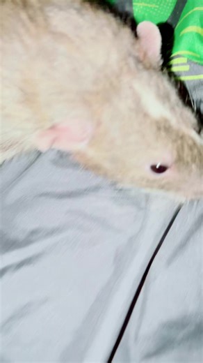 Tim cheese is that u