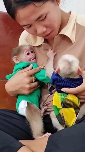 Playful Monkeys Interacting in Adorable Outfits
