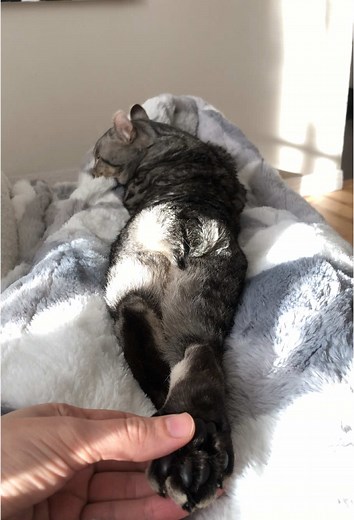 Bunny Cat: The Adorable Highland Lynx Hybrid