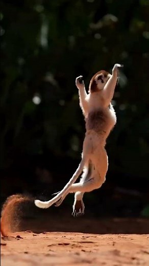 Animali divertenti 🐾 Momenti incredibili e adorabili #shorts