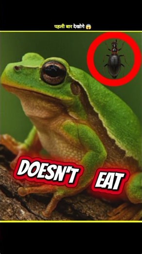 The Bug That Spits Fire ! 🔥😳