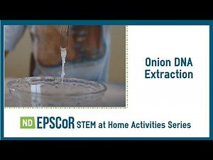STEM Activities at Home with ND EPSCoR - Onion DNA Extraction