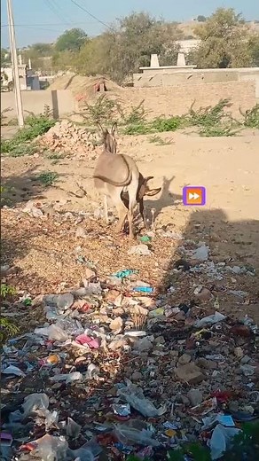 Donkey mating season