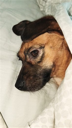 Peek-a-Boo! #dog #dogs #dogslife