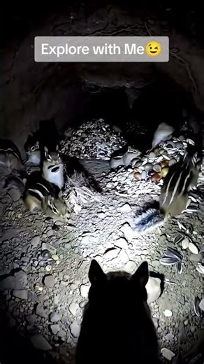 The Secret Life of Chipmunks: Inside a Real Burrow! 🐿️ | Nano Paws TV