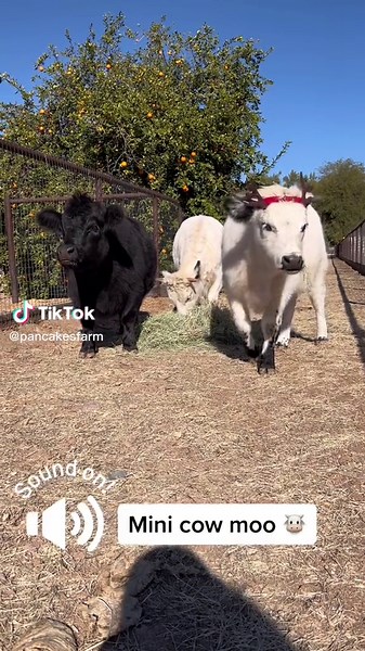 Don’t you just love a mini cow moo? #moo #minicow #mimicows #minicowsoftiktok #minicowmoo #moomoo #miniature #miniaturecow #miniaturecows #miniaturecowsoftiktok #tiktok #fyp #foryou #foryoupage #farm #farmtok #farmstead #farmlife #cow #cows #cowsoftiktok #cowgirl #cowgirls #cowgirlsoftiktok