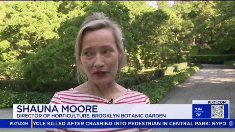 Brooklyn Botanic Garden celebrates 100 years of rare bonsai collection