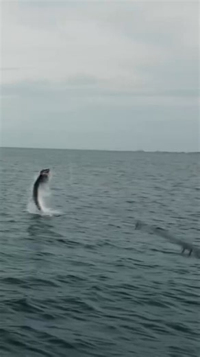 Expertly curated fly fishing gear for every adventure. Decades of travel & guide insight give you the right equipment for any water. | Yellow Dog Flyfishing