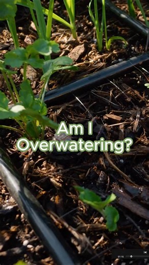 Are you overwatering your garden Allow plants to develop some heat tolerance by not overwatering Signs of overwatering #garden #gardening #grow #reels #Viral #fyp | aliyaeatss3