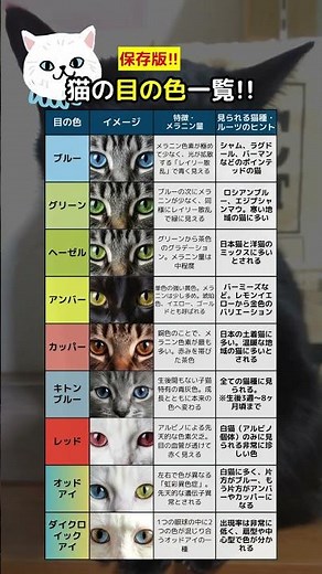 【保存版】猫の目の色一覧！ どの色もとても綺麗✨️ #にゃんゼミ #雑学 #猫のいる暮らし
