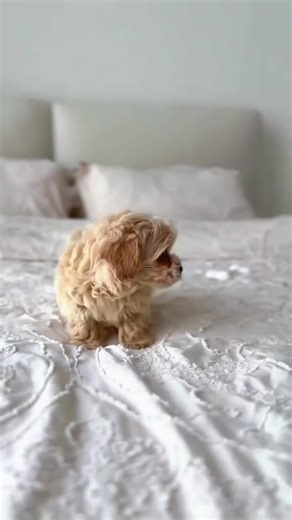 Meet Our Precious maltipoo puppies🥰🤎 We're thrilled to announce that our sweet Maltipoo puppies are now ready for adoption! Raised in a loving, family-friendly environment, well-socialized with children and other pets. This adorable pups are ✔️Up to date on all vaccinations ✔️Potty trained (indoors & outdoors) ✔️Happy, healthy, and eager to find his forever home They're erfect companion-loyal, playful, and full of love. Don't miss out on the chance to welcome this little creatures into your li