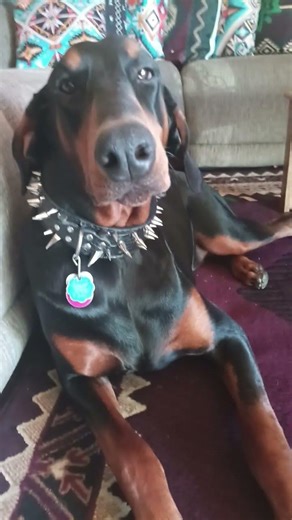 Trinidad Co Prince of Darkness Doberman Pinscher Warlock dog #mustsee #pup #puppyvideos #puppylife