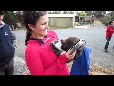 Baby Wombat