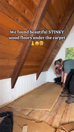 Melissa Meares | Vintage Home | CAT PEE ROOM part 7 🤯 - ozone machine time!! Ozone generators work by turning O2 (what we call Oxygen) into the unstable O3 (aka Ozone).... | Instagram