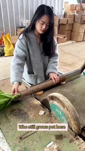 Bring prosperity home with Lucky Brazil Wood 🌱✨ Easy to grow, stunning to display — and known as a symbol of luck, growth, and positive energy! Comment LUCK if you want one! 🍀 #LuckyPlant #BrazilWood #GoodEnergy #IndoorPlants #PlantLovers | Seed Connect