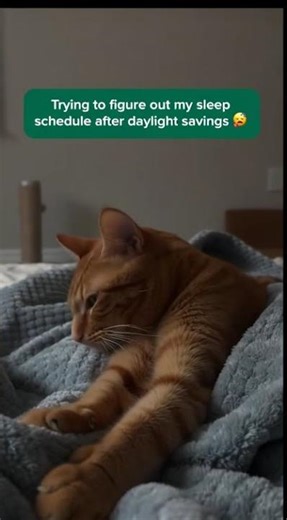 Sleep Schedule.exe Not Responding 😴🐱#SleepyCat#CatNap#CatLife#LazyCat#CozyCat