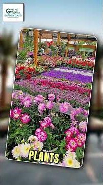 Best landscaping team in Dubai — transforming spaces into green luxury! #landscape #garden #shorts