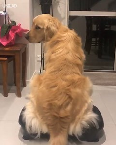 1.8M views · 28K reactions | "Is my dog flirting with me?"  | UNILAD | Facebook