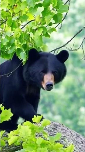 Great Smoky Mtns National Park #travel #nationalparks #nature