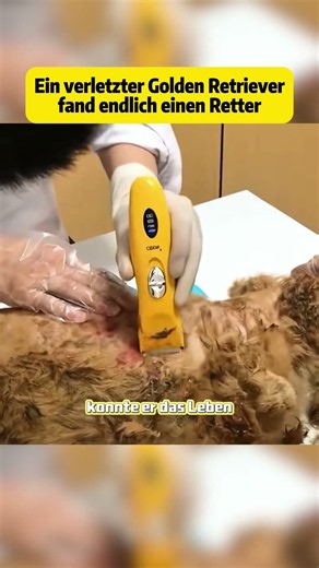 Ein verletzter Golden Retriever #Katzen#Hunde#Tiere#Haustiere#Rettung#Hilfe#Liebe