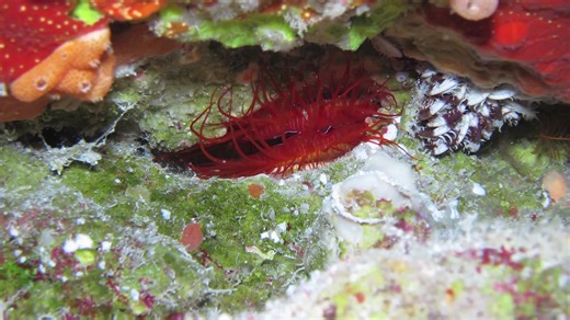Join us in celebrating this electrifyingly exciting milestone: as of today, the Museum's Living Gallery of Aquariums is officially re-opened! Plan your visit soon and view our Disco Clams, Two-Spot Octopus, Flamingo Tongue Snails, Giant Clams, Queen Conch, and more. Our Touch Pools are also open, and the surrounding exhibits have been significantly expanded to dive deeper into the biology and behavior of mollusks, the dynamics of their ecosystems, and challenges and successes of their conservati
