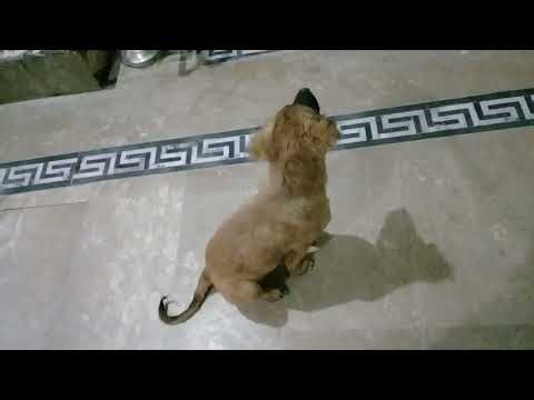 Pookie opens the door in naughty mood/plays with sweet kid/Stray pups/Mountain village usa uk anime