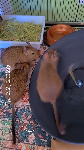 Running & Chirping 🥰 Sound ON ✨🐿️✨ #degulife #pets #petvlog #cutepets #cute #degu #deguvlog #degus