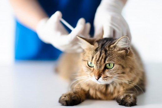 Why Vets Recommend the Distemper Vaccine for Cats