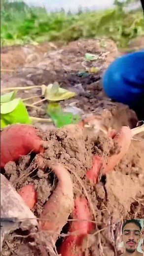 How Long Does It Take to Harvest Sweet Potatoes? | Tips for a Perfect Harvest