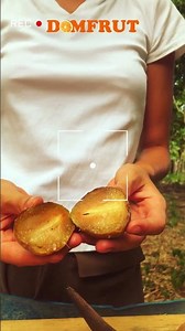 Caribbean Loquat fruit “Níspero”