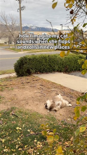 My Cat Flops Like a Pro… And Sounds Like a Giggling Baby! 😂🐱