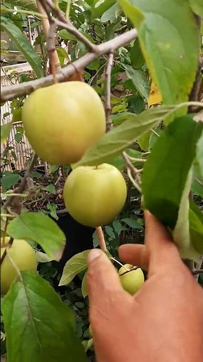Golden Delicious Apple Tree Fruiting in Container
