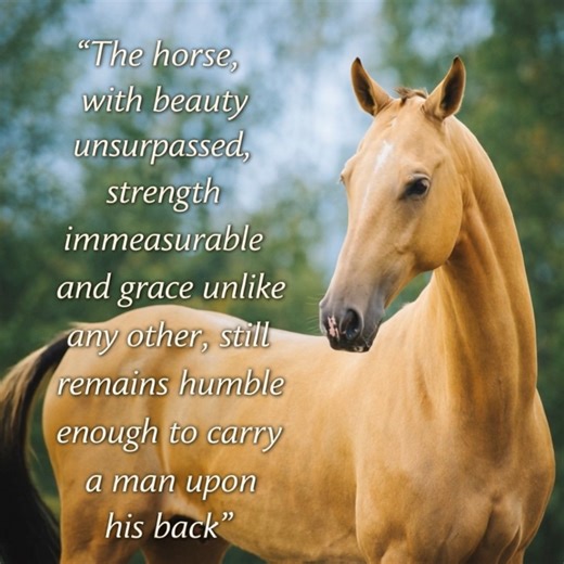 Such grace and strengh 😍 | Horse Sense