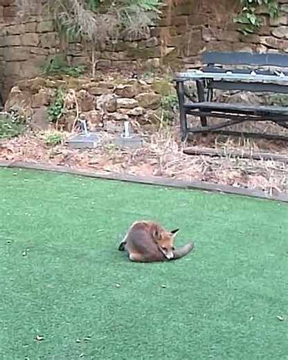 Junger Fuchs dreht völlig durch: Pirouetten im Garten! 🦊💫