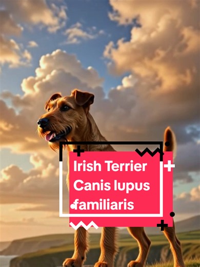Fearless. Energetic. Always ready. The Irish Terrier was bred to protect farms, hunt vermin, and stay by its family's side. With its fiery red coat and bold personality, it's always up for the next adventure. Small in size. Big in courage. #IrishTerrier #TerrierDogs #DogFacts #CuriousInfo #irishdogs